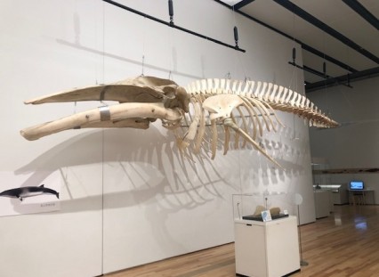 クジラ骨格標本